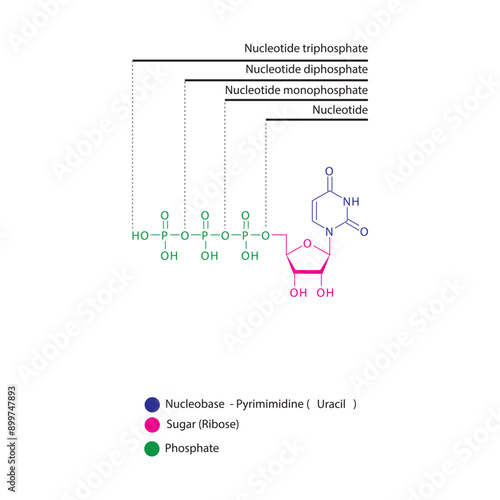 Diagram of nucleotide - Uridine  mono, di and trip phosphate skeletal structure schematic illustration, Nucleoside molecule.