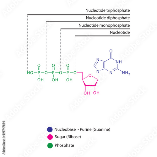 Diagram of nucleotide - Guanosine  mono, di and trip phosphate skeletal structure schematic illustration, Nucleoside molecule.