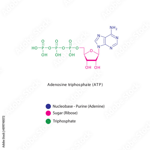 Adenosine triphosphate (ATP) skeletal structure schematic illustration, Nucleoside molecule.