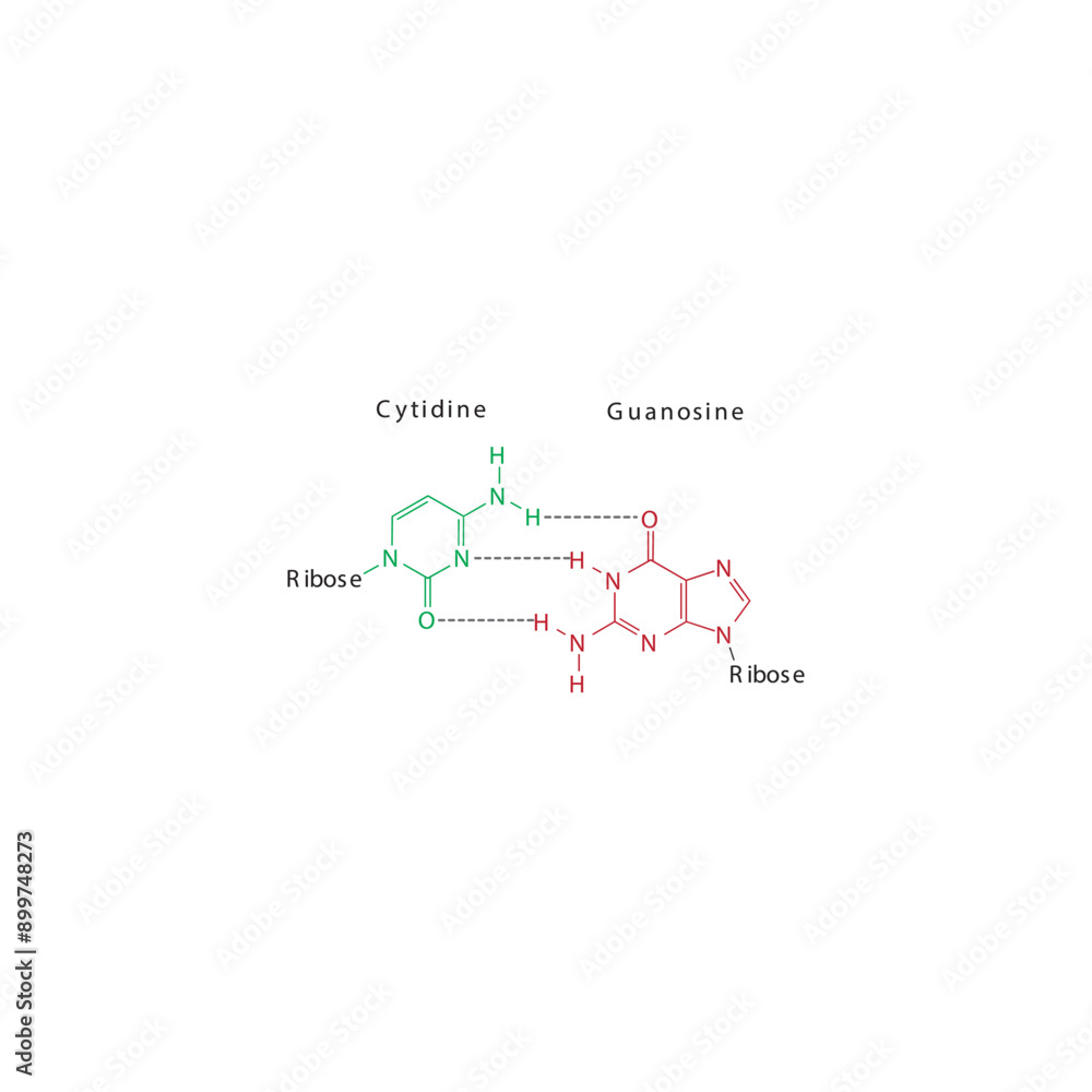 Diagram showing hydrogen bonds between DNA nitrogenous bases - Cytidine and Guanosine, simple schematic illustration. Diagram showing hydrogen bonds between DNA nitrogenous bases - Cytidine and Guanosine, simple schematic illustration.