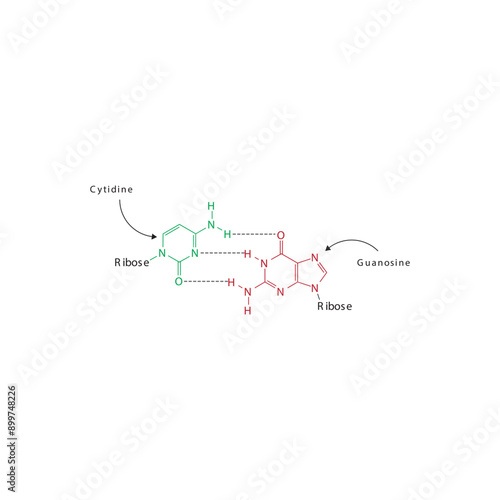 Diagram showing hydrogen bonds between DNA nitrogenous bases - Cytidine and Guanosine, simple schematic illustration. photo