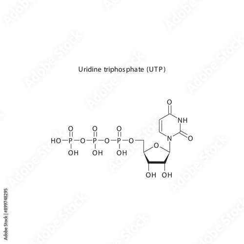 Uridine triphosphate (UTP) skeletal structure schematic illustration, Nucleoside molecule.