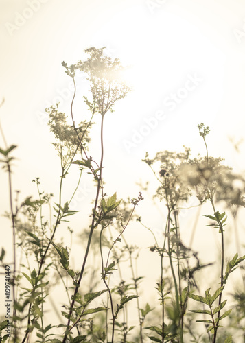 Summer flowers in backlight