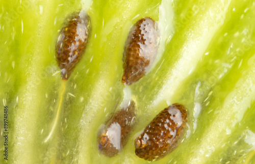 Ripe kiwi with green flesh cut lengthwise with seed detail photo