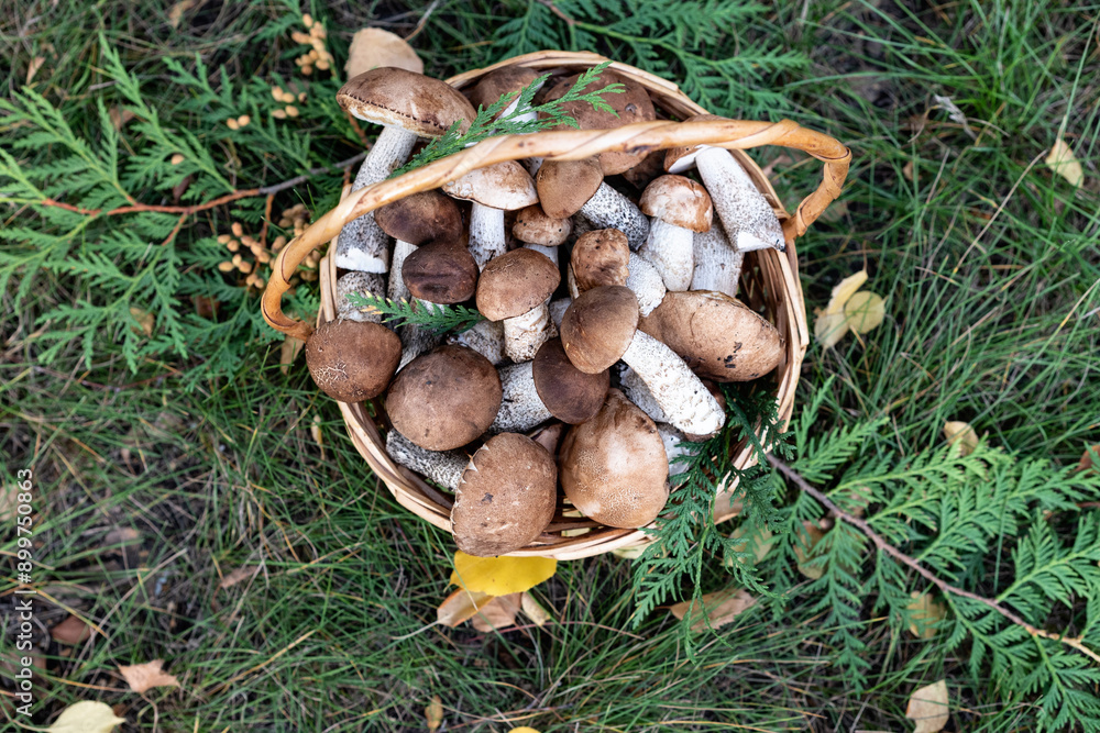 Basket with edible white mushrooms. Boletus edulis. Collect porcini in forest Basket with edible white mushrooms. Boletus edulis. Collect porcini in forest