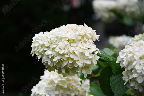 White hydrangeas growing on a bush