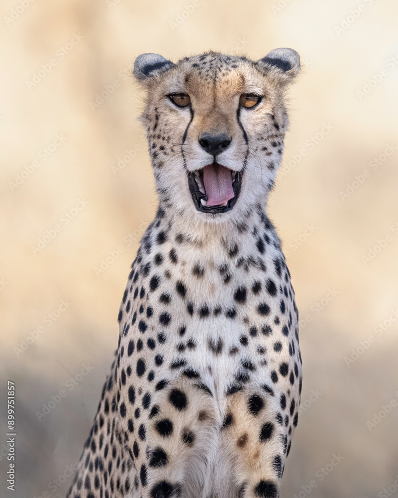 Cheetah in Kenya, Africa 