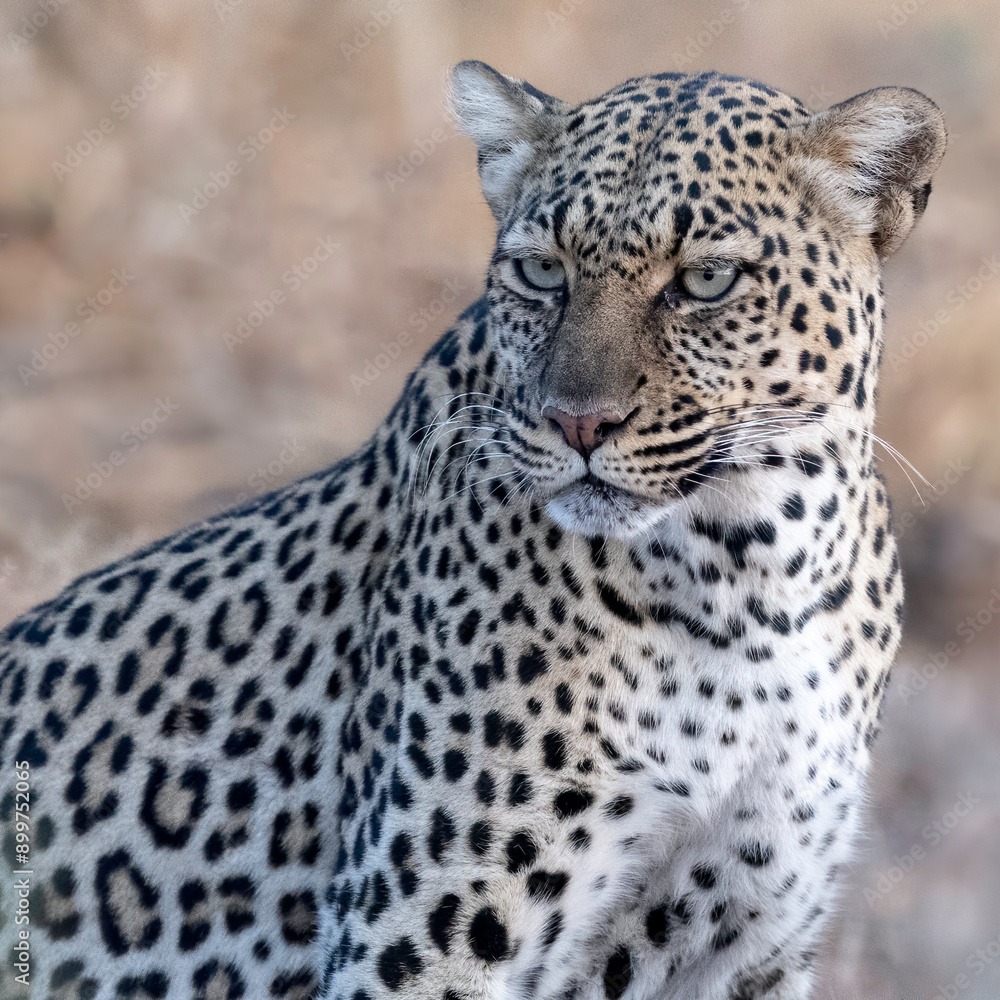 A Leopard (P. pardus) watches over her kill in Kenya, Africa A Leopard (P. pardus) watches over her kill in Kenya, Africa