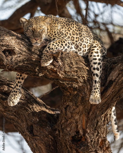 A Leopard ( P. pardus) rest up in a tree after feeding in Kenya, Africa