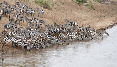 Plains Zebra (Equus quagga) at crossing, Maasi Mara, Kenya, Africa  photo