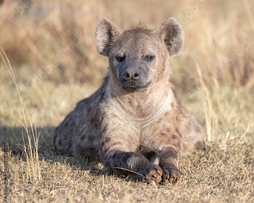 Spotted Hyena (Crocuta crocuta) or Laughing Hyena, Kenya, Africa photo