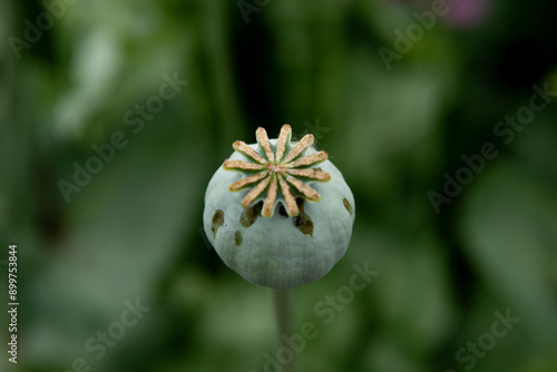 Photography Flowering opium poppy Papaver somniferum on a field in spring.