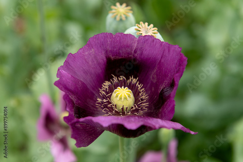 Photography Flowering opium poppy Papaver somniferum on a field in spring.