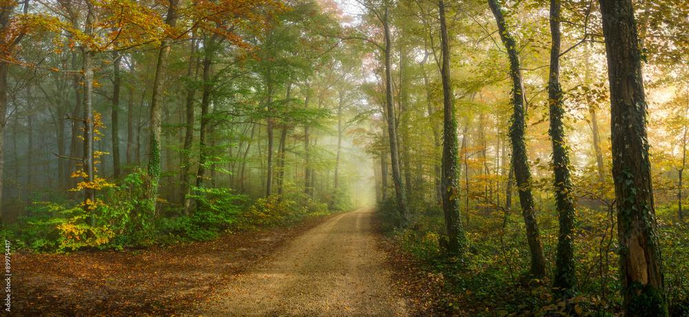 Obraz premium Charming gravel road winding into a foggy forest with beech trees, oaks, and pines. Fallen leaves and vibrant yellow, green, and red foliage. Soft light from the right adds a warm glow.