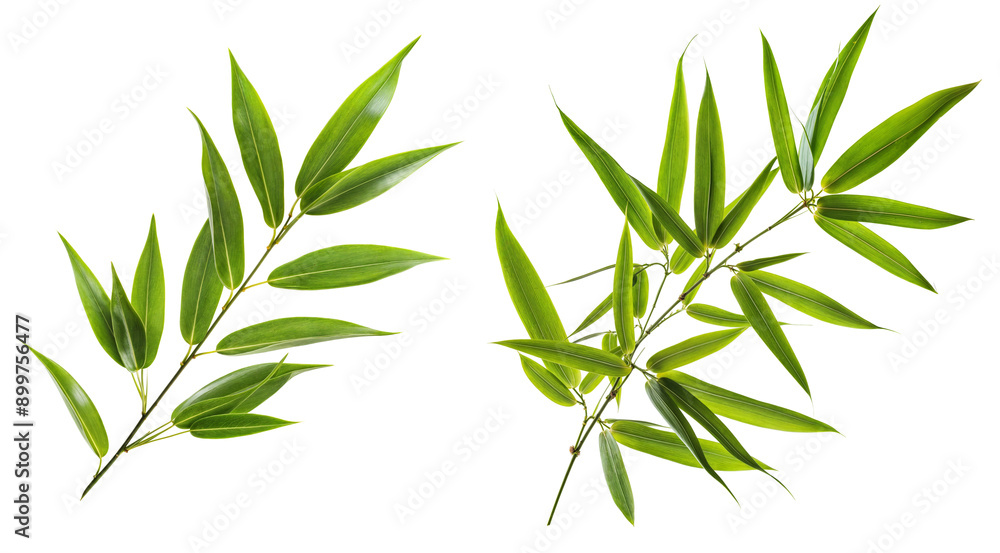 bamboo leaf PNG transparent background bamboo leaf PNG transparent background