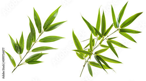 bamboo leaf PNG transparent background 