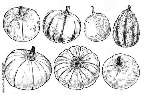 Set pumpkins sketch. Ripe vegetable. Healthy vitamin food. Farm product. Harvesting. Holiday pumpkin. Hand drawn vector line illustration.