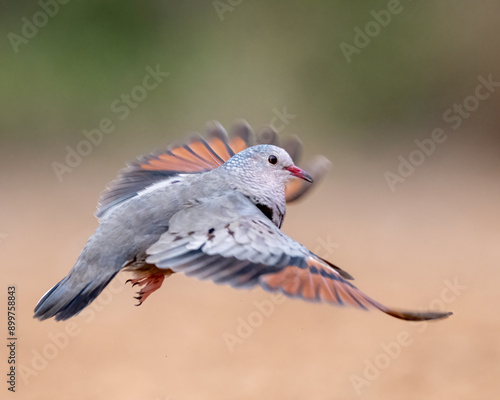 Common Ground-Dove (Columbina passerina) in flight, South Texas, Rio Grande Valley, USA, North America  photo