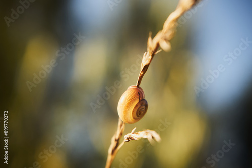 ślimak ,muszla ,ślimak winniczek, helix pomatia #899770272