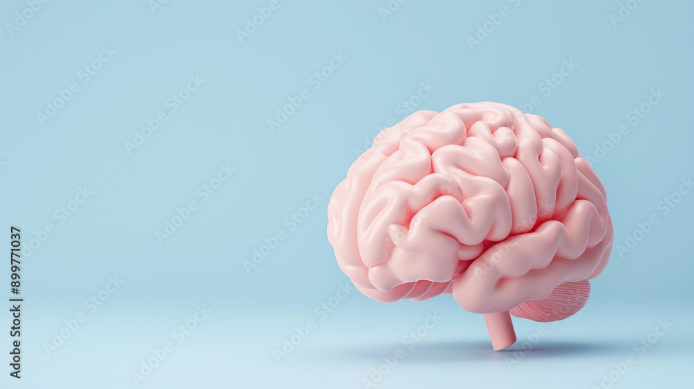 A realistic model of a human brain displayed against a light blue background, symbolizing neuroscience, cognition, and mental processes. A realistic model of a human brain displayed against a light blue background, symbolizing neuroscience, cognition, and mental processes.