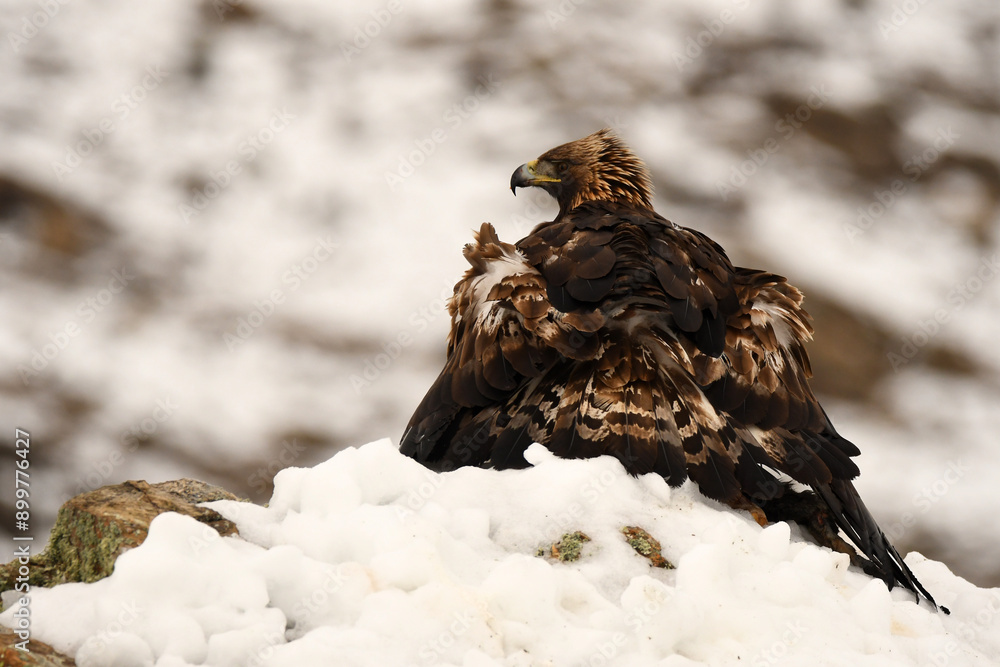 Obraz premium aguila real en la nieve en invierno