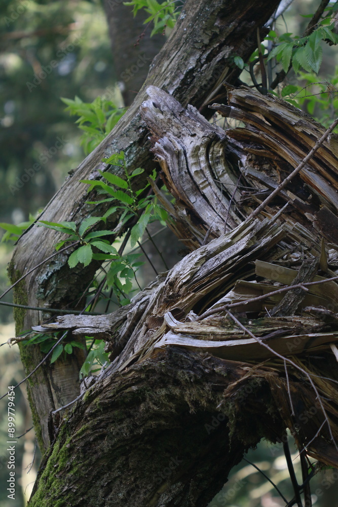 Branche cassée d'un arbre Branche cassée d'un arbre