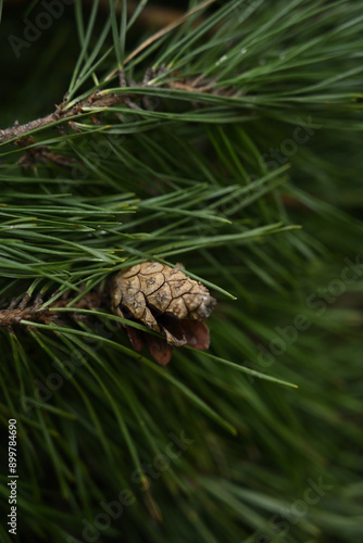 pine cones on a branch