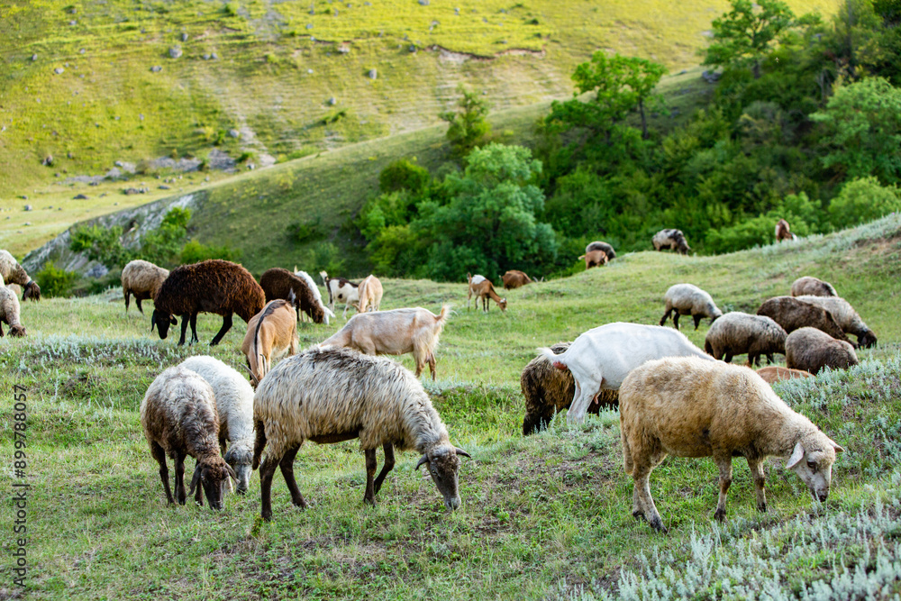Mountain goats grazing in the Carpathian Mountains of Romania. The happy goat runs on the steep rocks. Mountain goats grazing in the Carpathian Mountains of Romania. The happy goat runs on the steep rocks.