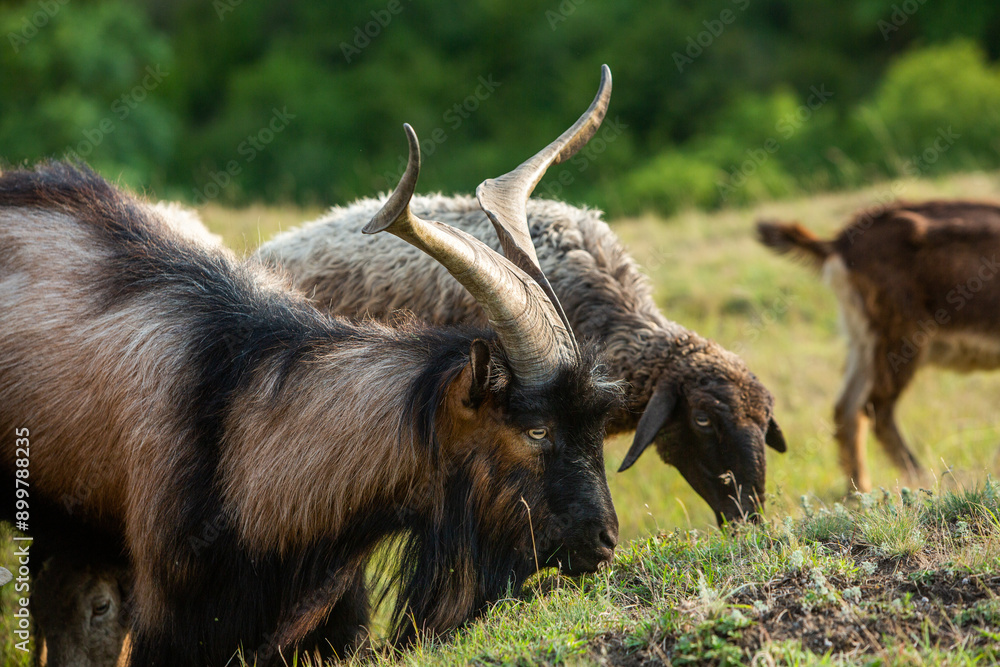 Mountain goats grazing in the Carpathian Mountains of Romania. The happy goat runs on the steep rocks. Mountain goats grazing in the Carpathian Mountains of Romania. The happy goat runs on the steep rocks.