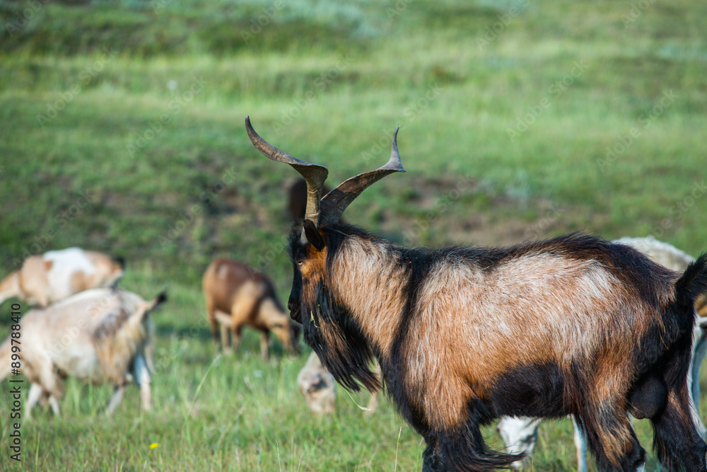 Mountain goats grazing in the Carpathian Mountains of Romania. The happy goat runs on the steep rocks. Mountain goats grazing in the Carpathian Mountains of Romania. The happy goat runs on the steep rocks.