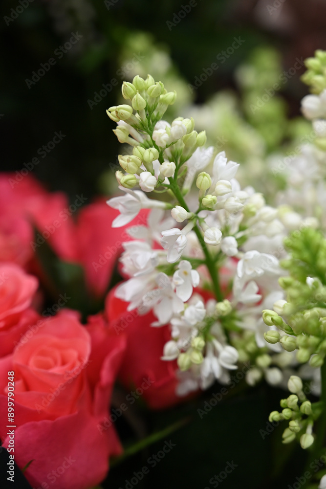 red and white flowers red and white flowers