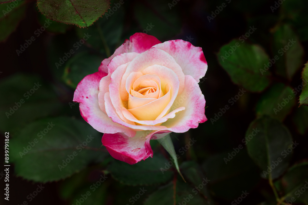 pink and white blooming rose with green leafy background pink and white blooming rose with green leafy background