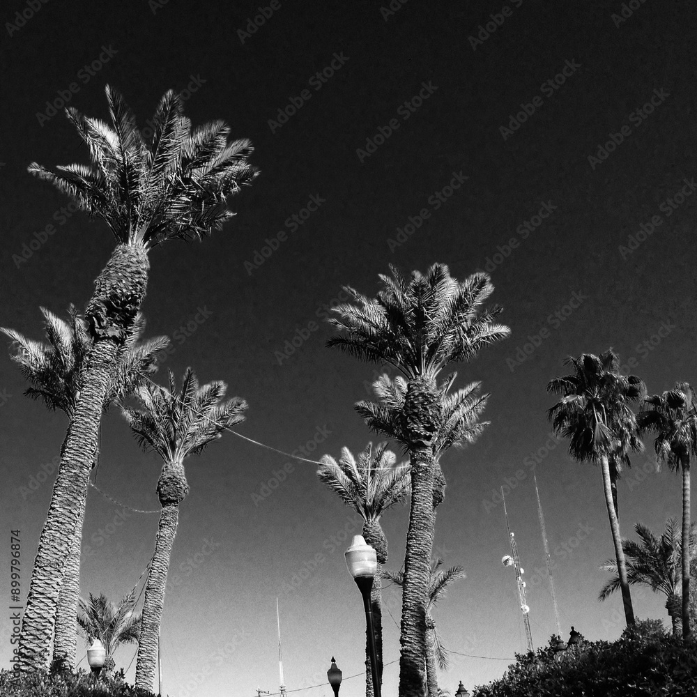Fototapeta premium palm trees in black and white in Baja California, Mexico
