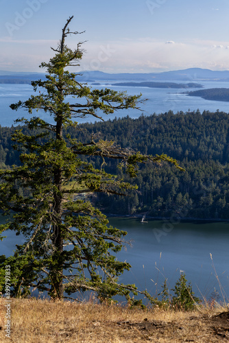 Beautiful tree on Mt Normal viewpoint where it overlooks North Pender Island,  other Gulf Islands and Vancouver Island in the distance.