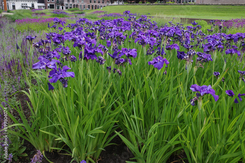 A flowerbed full of blue-purple German bearded irises in a public park called 'Kasteelpark Weeshuisweide' in Coevorden, the Netherlands photo