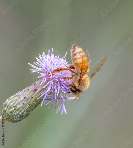 bee on purple flower in garden