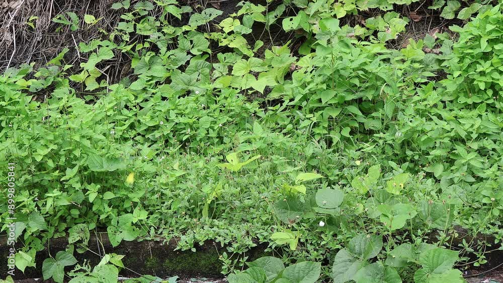 Butterfly and leaves in the garden, Butterfly on a flower in the garden, nature footage green leaves Butterfly and leaves in the garden, Butterfly on a flower in the garden, nature footage green leaves