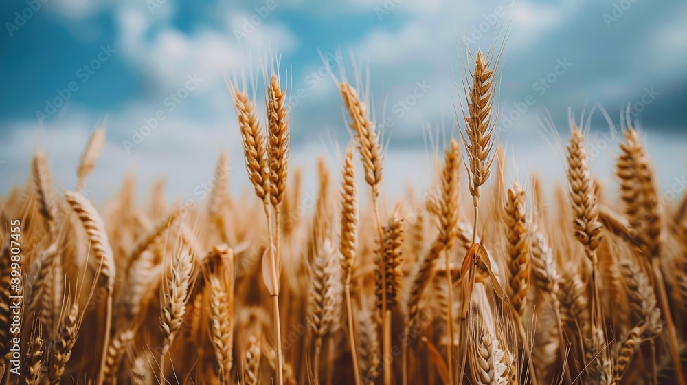 Field of Mature Wheat Farming Image without People Food Production Field of Mature Wheat Farming Image without People Food Production