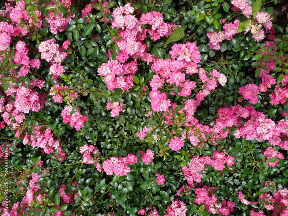 A bunch of beautiful flower in full bloom in a summer garden A bunch of beautiful flower in full bloom in a summer garden