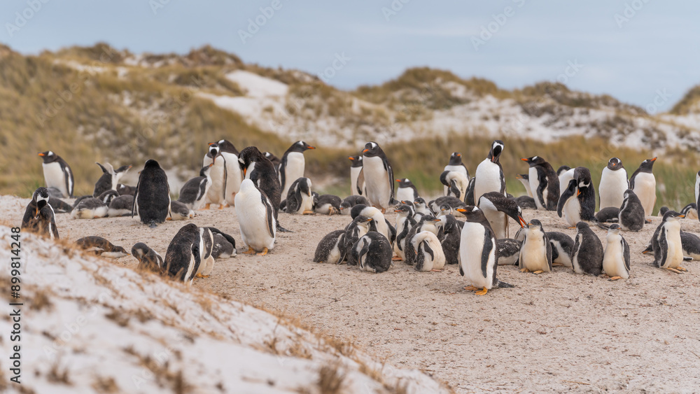 Obraz premium Gentoo Penguin Colony Wide View on Beach in Gypsy Cove Falkland Islands Near Antarctica. Pregnant Females.