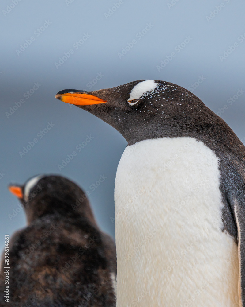 Naklejka premium Beautiful Gentoo Penguin Close Up Face Soft Blue Background. Another Penguin Behind Out of Focus. Antarctica. Shallow Depth of Field Focus