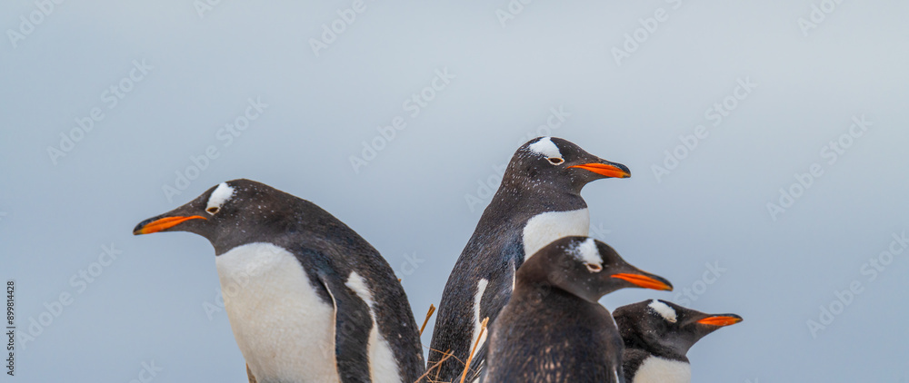 Fototapeta premium Group of Gentoo Penguins in Colony Look in All Directions. Funny Wildlife Soft Blue Background Family Young with Mother and Father.