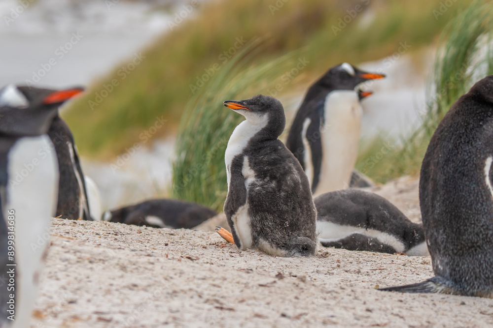 Naklejka premium Group of Gentoo Penguins Rest on Sandy Beach. Young Penguin Sits in Center Daylight Summer in Falkland Islands