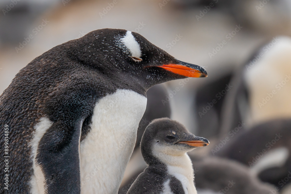 Naklejka premium Sleeping Gentoo Penguin Mother Protects Her Baby Others in Colony Out of Focus in Background. Cinematic High Quality Wildlife Falkland Islands Gypsy Cove