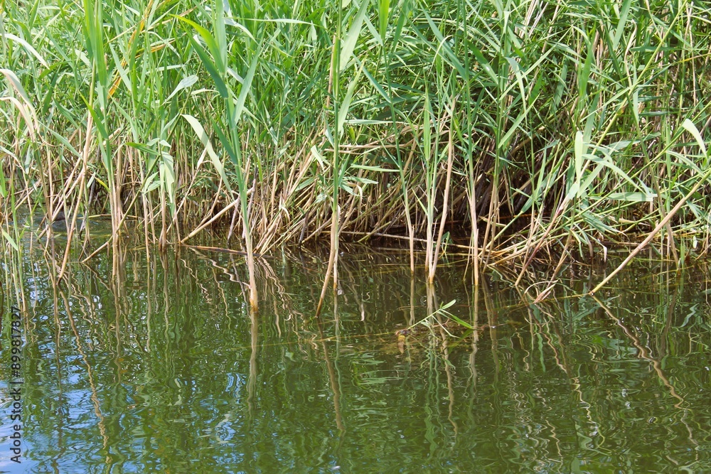 grass in the water grass in the water