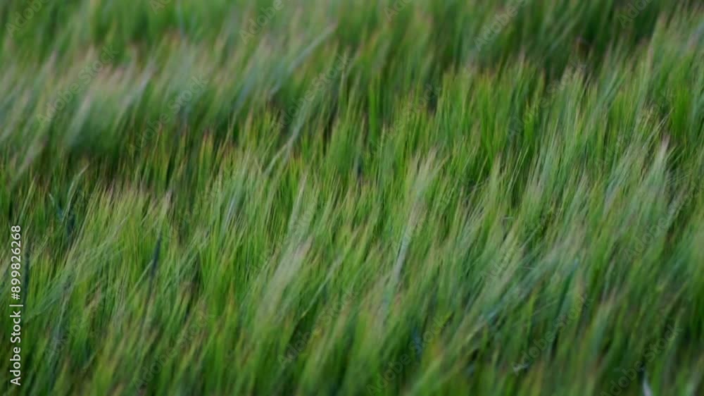 close up of field of whey with wind in Andalsnes Norway - relaxing and calming nature video in slow motion close up of field of whey with wind in Andalsnes Norway - relaxing and calming nature video in slow motion