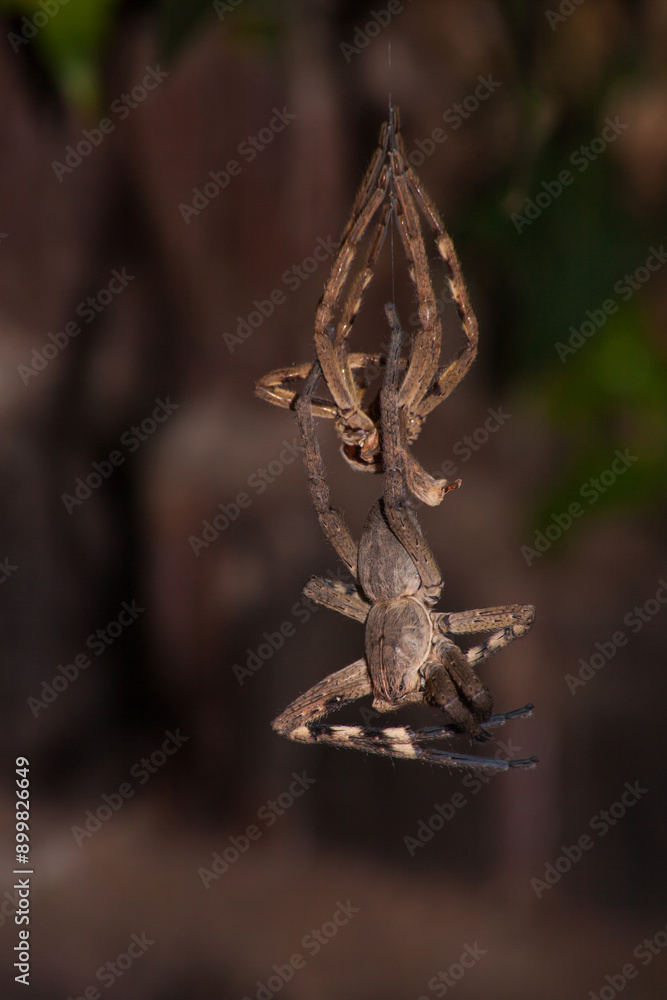 Moulting Spider 6017 Moulting Spider 6017