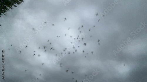 Wide angle view of a swarm of mosquitoes with cloudy sky and slow motion. Kamara swarm over a man's head in the forest, first-person view. photo