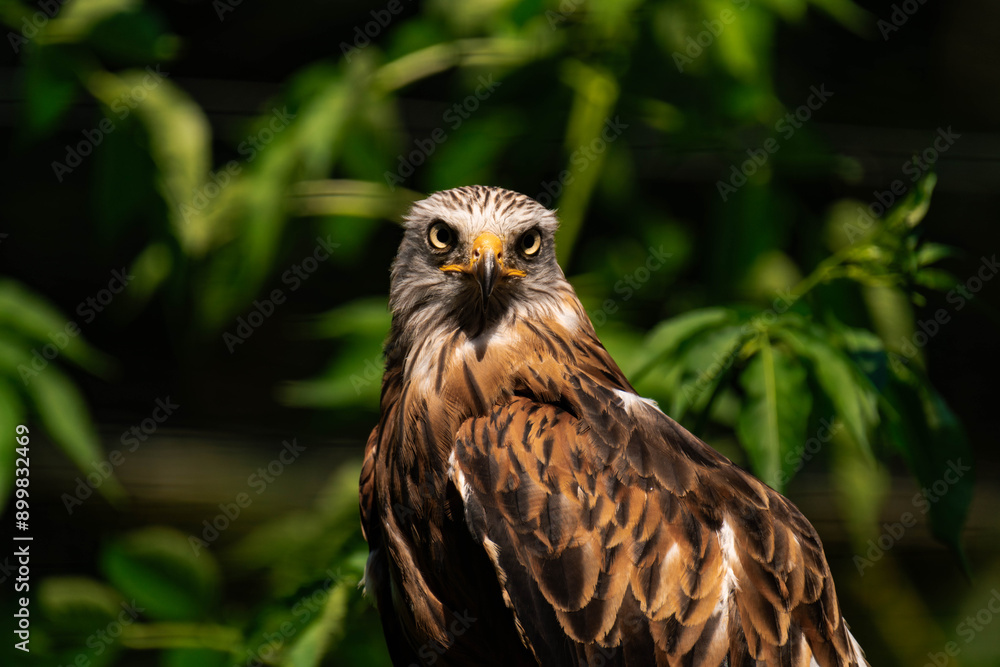 Red kite (Milvus milvus) sitting on a wooden branch, close-up Red kite (Milvus milvus) sitting on a wooden branch, close-up