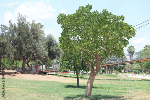 Erythrina lysistemon is a species of deciduous tree in the pea family photo